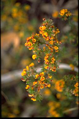 APII jpeg image of Pultenaea laxiflora  © contact APII