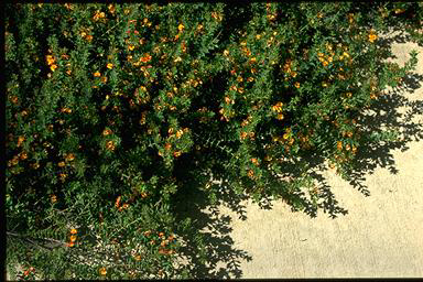 APII jpeg image of Pultenaea spinosa  © contact APII