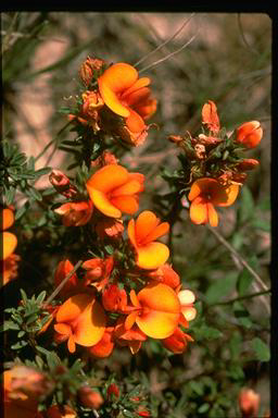 APII jpeg image of Pultenaea subspicata  © contact APII