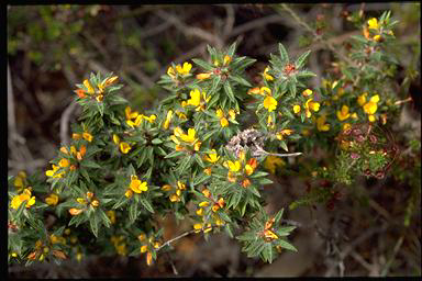 APII jpeg image of Pultenaea trinervis  © contact APII