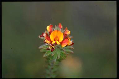 APII jpeg image of Pultenaea tuberculata  © contact APII