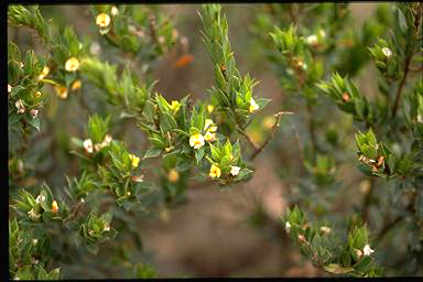 APII jpeg image of Pultenaea victoriensis  © contact APII