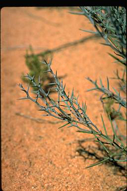 APII jpeg image of Daviesia purpurascens  © contact APII