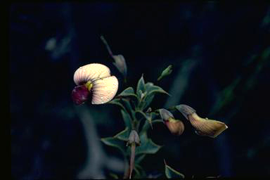 APII jpeg image of Daviesia uniflora  © contact APII