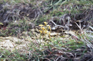 APII jpeg image of Diuris chrysantha  © contact APII