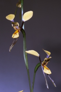 APII jpeg image of Diuris  © contact APII