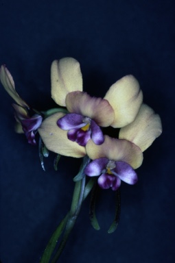 APII jpeg image of Diuris,<br/>Chiloglottis  © contact APII