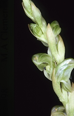 APII jpeg image of Pterostylis cycnocephala  © contact APII