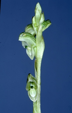 APII jpeg image of Pterostylis cycnocephala  © contact APII