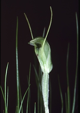 APII jpeg image of Pterostylis clavigera  © contact APII