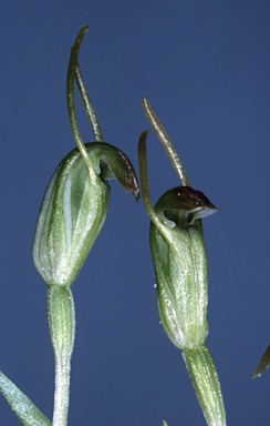 APII jpeg image of Pterostylis solomonii  © contact APII