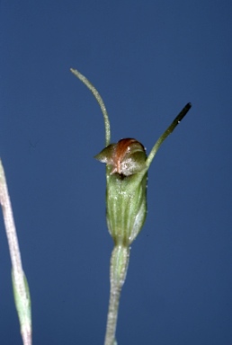 APII jpeg image of Pterostylis parva  © contact APII