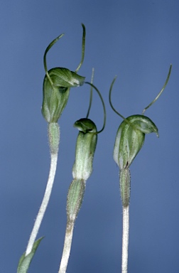 APII jpeg image of Pterostylis setulosa  © contact APII