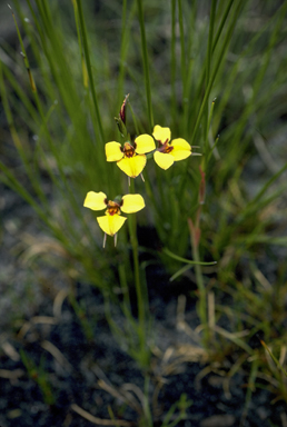 APII jpeg image of Diuris purdiei  © contact APII