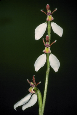 APII jpeg image of Eriochilus cucullatus  © contact APII