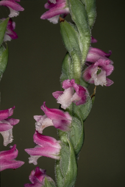 APII jpeg image of Spiranthes australis  © contact APII