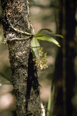 APII jpeg image of Sarcochilus weinthalii  © contact APII