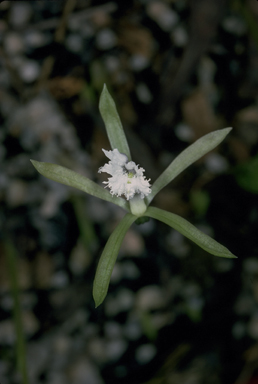 APII jpeg image of Nervilia crociformis  © contact APII