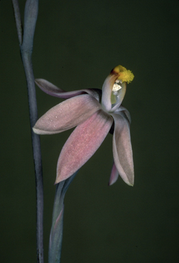 APII jpeg image of Thelymitra luteocilium  © contact APII