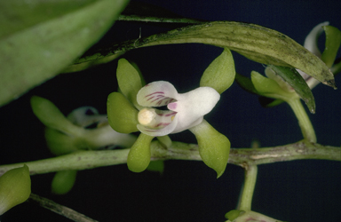 APII jpeg image of Sarcochilus australis  © contact APII