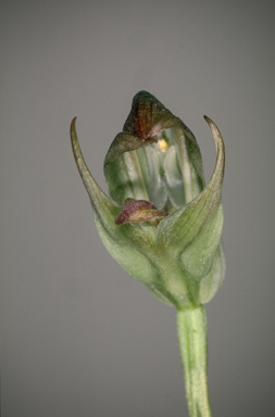 APII jpeg image of Pterostylis curta  © contact APII