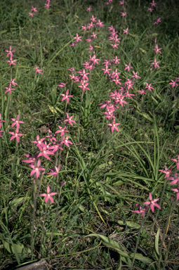 APII jpeg image of Caladenia latifolia  © contact APII