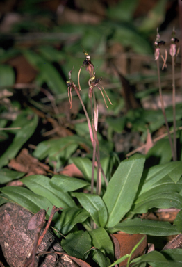 APII jpeg image of Chiloglottis diphylla  © contact APII