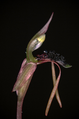 APII jpeg image of Chiloglottis longiclavata  © contact APII