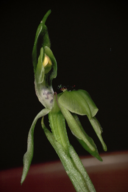 APII jpeg image of Chiloglottis palachila  © contact APII