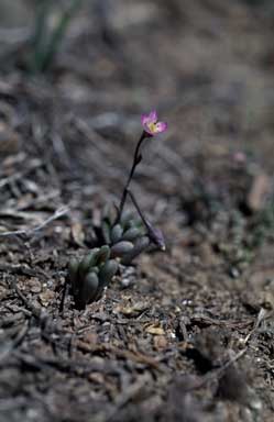 APII jpeg image of Calandrinia eremaea  © contact APII