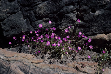 APII jpeg image of Calandrinia remota  © contact APII