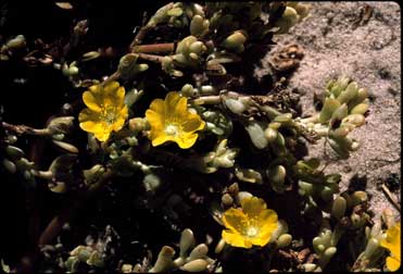 APII jpeg image of Portulaca intraterranea  © contact APII