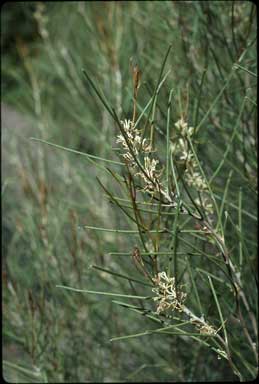 APII jpeg image of Hakea adnata  © contact APII