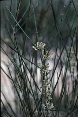 APII jpeg image of Hakea adnata  © contact APII