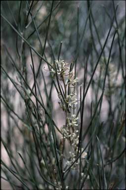 APII jpeg image of Hakea adnata  © contact APII