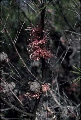 APII jpeg image of Hakea bakeriana  © contact APII