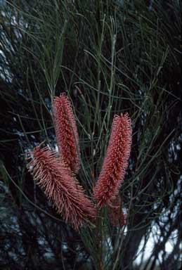 APII jpeg image of Hakea bucculenta  © contact APII