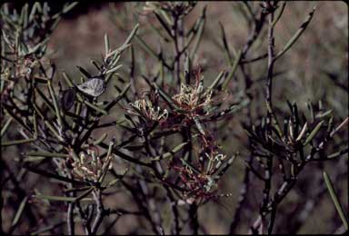 APII jpeg image of Hakea collina  © contact APII