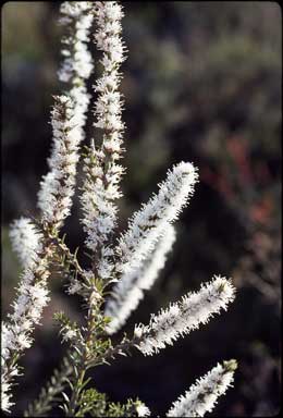 APII jpeg image of Hakea costata  © contact APII