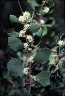 APII jpeg image of Hakea cristata  © contact APII