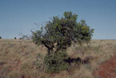 APII jpeg image of Hakea eyreana  © contact APII