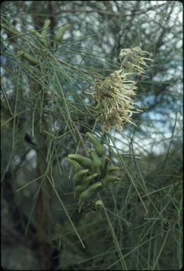 APII jpeg image of Hakea eyreana  © contact APII