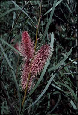 APII jpeg image of Hakea francisiana  © contact APII