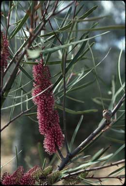 APII jpeg image of Hakea francisiana  © contact APII