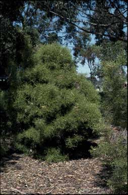 APII jpeg image of Hakea horrida  © contact APII