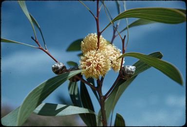 APII jpeg image of Hakea laurina  © contact APII