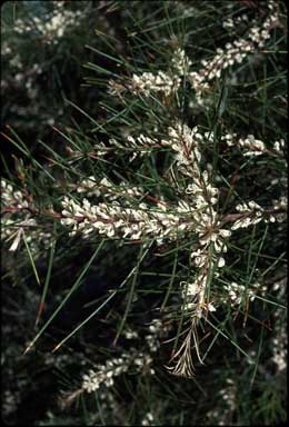 APII jpeg image of Hakea macraeana  © contact APII