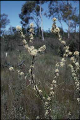 APII jpeg image of Hakea microcarpa  © contact APII