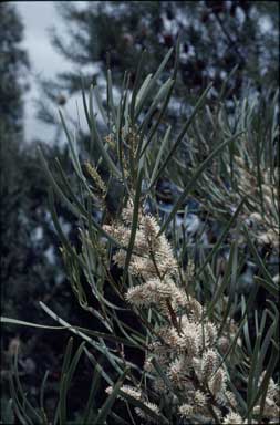 APII jpeg image of Hakea minyma  © contact APII