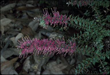 APII jpeg image of Hakea myrtoides  © contact APII